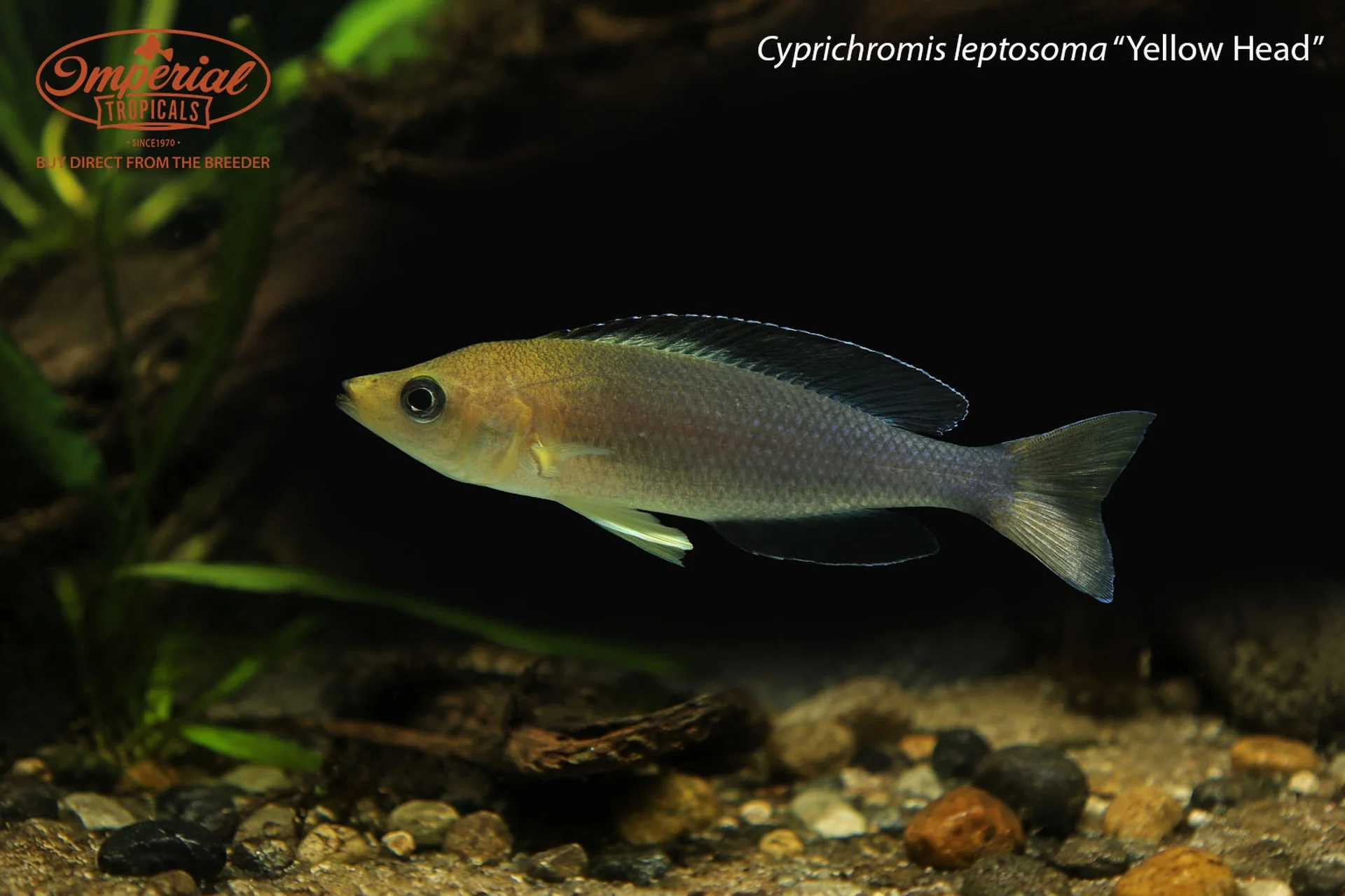 Vibrant Life for Your Aquarium
