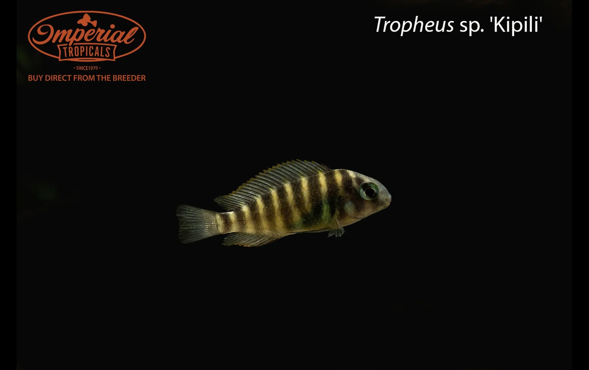 Lake Tanganyika cichlids